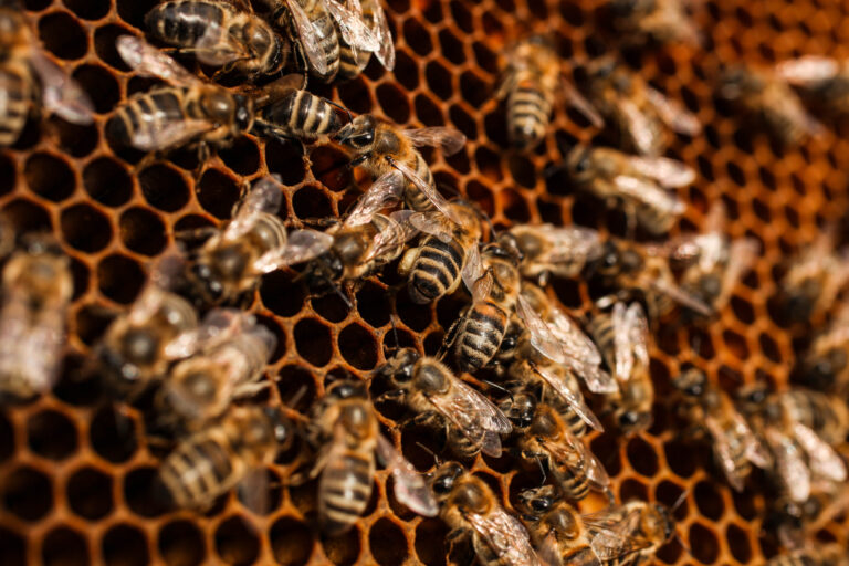 Bienen auf Wabenstruktur – Symbol für kollektive Intelligenz und evolutionäre Strategie