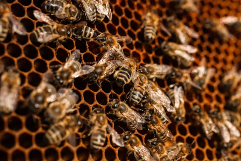 Bienen auf Wabenstruktur – Symbol für kollektive Intelligenz und evolutionäre Strategie